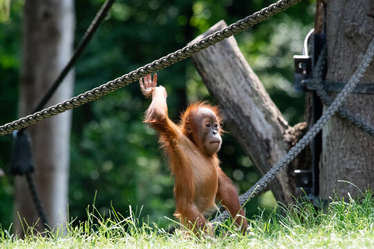 Spielen, herumtollen und klettern - Orang-Utan Baby  im Zoo