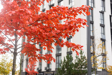Autumn trees in urban area. The roofs of residential and industrial buildings are buried in the crowns of multi-colored foliage