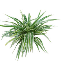 tree isolated on white