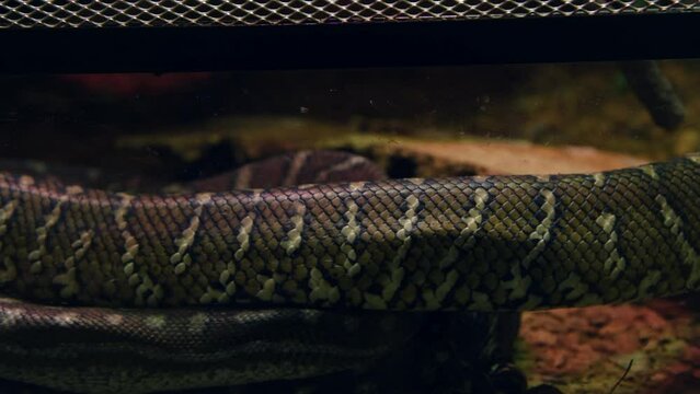 Close-up view of skin of Bredl's python (Morelia bredli, also known as Centralian carpet python) crawling on ground. Soft focus. Real time video. Exotic pets theme.