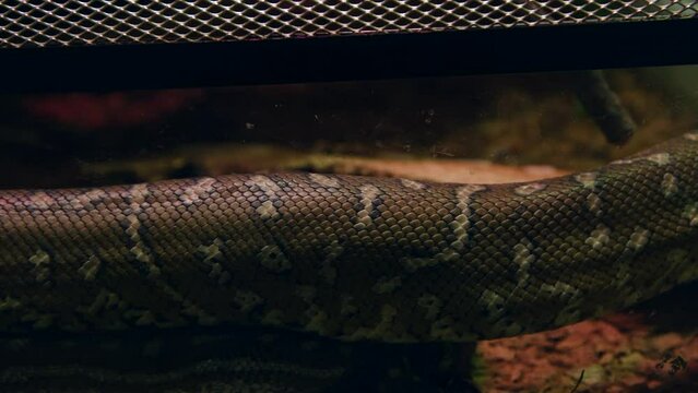 Close-up view of skin of Bredl's python (Morelia bredli, also known as Centralian carpet python) crawling on ground. Soft focus. Real time video. Exotic pets theme.