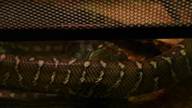 Close-up view of skin of Bredl's python (Morelia bredli, also known as Centralian carpet python) crawling on ground. Soft focus. Real time video. Exotic pets theme.