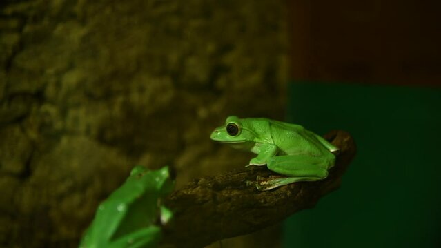Small green Chinese flying frog (rhaccophorus dennysi or Zhangixalus dennysi) sits on wooden branch. Soft focus. Real time video. Exotic pets theme.