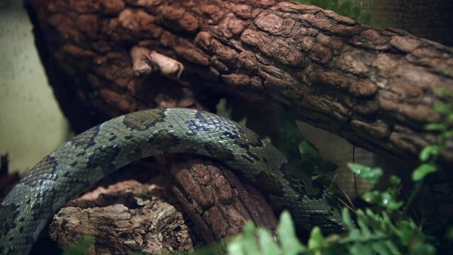 Close-up view of flower snake (Elaphe moellendorffi, also known as Moellendorf's rat snake) crawling on tree trunk. Soft focus. Real time video. Exotic pets theme.