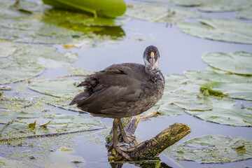 A young Eurasian coot (Fulica atra), a common coot chick stands on its feet on the wood in the water and looks into a camera. Close-up portrait of young common coot on a sunny summer evening.