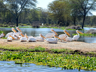 group of  pelicans   at Naivasha lake, Nairobi, Kenya