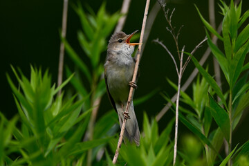 Sumpfrohrsänger // Marsh warbler (Acrocephalus palustris)
