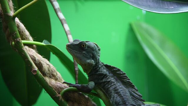 Close-up view of common basilisk (Basiliscus basiliscus, also known as Jesus Christ lizard) sitting on tree branch in green terrarium. Real time video. Exotic pets theme.