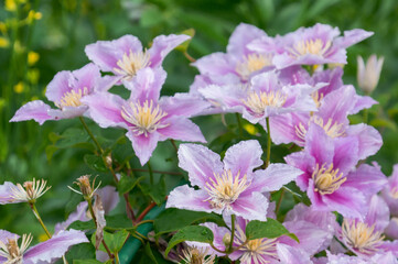 Clematis Hybrid Hagley. Flowers of perennial clematis vines in the garden. Beautiful clematis flowers near the house. Clematis climb into the garden near the house