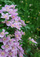 Clematis Hybrid Hagley. Flowers of perennial clematis vines in the garden. Beautiful clematis flowers near the house. Clematis climb into the garden near the house