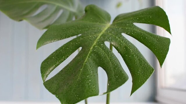 Praying a monstera with pure water from a spray bottle. Care and watering of a large green house palm. Water drobs on leaf