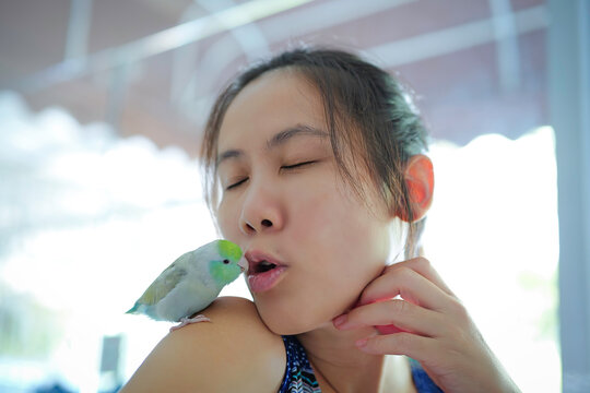 lovely little colorful forpus parrot bird with cute pastel feather holding on shoulder and kissing on mouth of asian female owner. Small beautiful pet for domestic hobby. 
