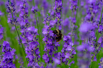 ラベンダーにとまったクマバチ