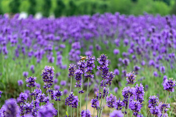 Fototapeta premium Bees staying in lavender