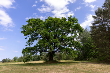 Fototapeta premium old tall oak with green foliage during drought