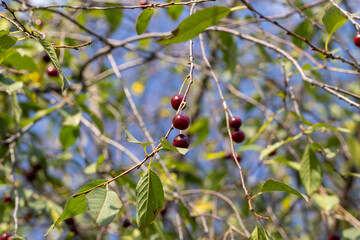 sluggish cherry berries in the summer