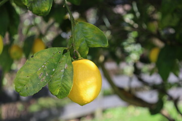 Fresh Yellow Lemon tree
