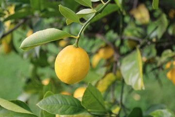 Fresh Yellow Lemon tree