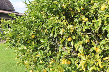 Fresh Yellow Lemon tree