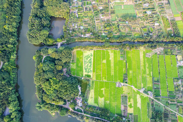 Farmland crops on the edge of Haizhu Lake in Guangzhou