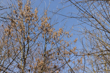 Maple tree branches in the park in spring sunny weather