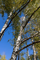 Birch grove with tall birch trees in autumn
