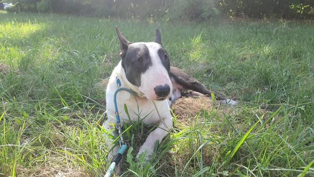 Bul terrier sitting on the grass on a sunny day 