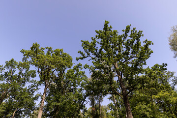 tall trees in the summer