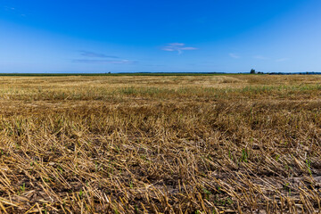 Fototapeta premium A field with cereals in the summer