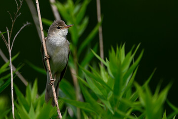 Fototapeta premium Sumpfrohrsänger // Marsh warbler (Acrocephalus palustris)