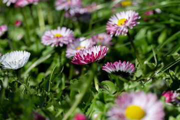 beautiful blooming daisies white and red in spring