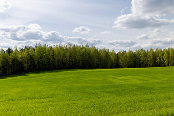 a field with green cereals in the spring season