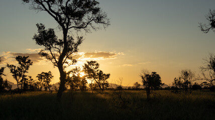 Naklejka premium View over savannah close to Kruger National Park in South Africa at sunset.