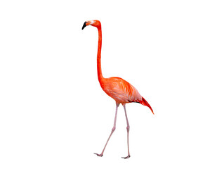 red flamingo isolated on white background