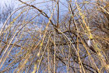 Fototapeta premium bare willow trees in the spring season in the park