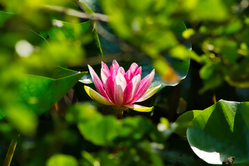 Obraz premium pink water lily