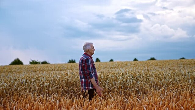 Old male farmer walking by the beautiful field of ripe corn. Hard-working rancher caressing the dry wheat in the farmland.