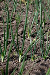 Green onion sprouts in the garden, top view. Green onions grow on plowed land.