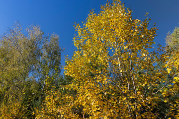 Birch grove with tall birch trees in autumn