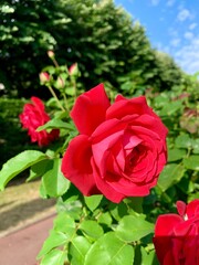 Red rose flower blooming in roses garden on background red roses flowers.