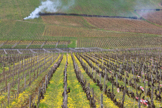 vignoble entre le Clos 
Vougeot et Vosne-Romanée en Bourgogne au printemps