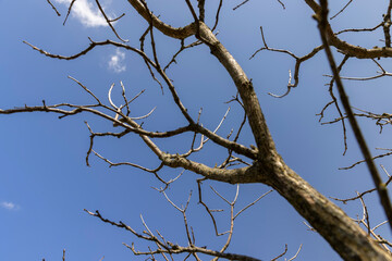 catalpa bignoniform tree in sunny weather in early spring
