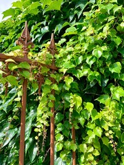 Green ivy leaves climbing black metal fence in Scotland. Old metal fence covered with intertwined ivy branches with bright green leaves.