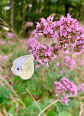 Butterfly sitting on an oregano flower