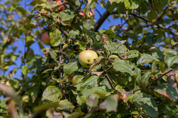 Apple harvest in the apple orchard