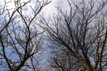 deciduous trees in the park in the spring season