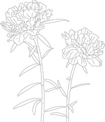 Hand drawn Portulaca branch, Rose moss, leaves, black, Portulaca Grandiflora, line art flower