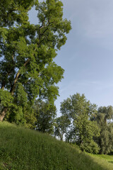 Different trees growing together in the forest