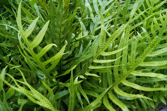 Monarch ferns bushes