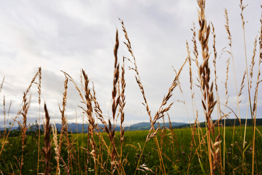 Summer image of the rural landscape of Toten, Norway, by Kraby.